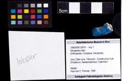 Foto (Objekt + Etiketten) von Decapoda indet. 